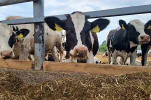 Agro Bovis, farma muznih krava obitelji Pavić