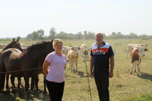 Uzgoj goveda u sustavu krava-tele na obrtu Purić