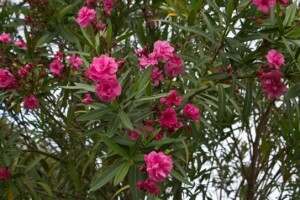 U Tisnom podjeljeno 1000 sadnica oleandera