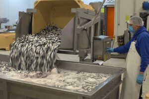 Ribarska zadruga Omega 3