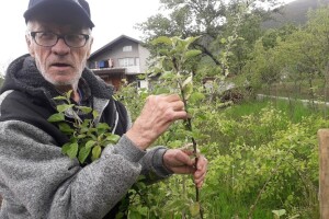 Omer Begović: Manimo se egzotike, uzgajajmo voće našeg podneblja