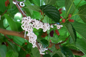 Azijska pamučna štitasta uš