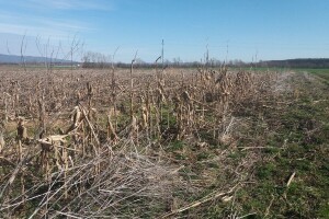 OPG Bungić: Divlje svinje poharale kukuruzište