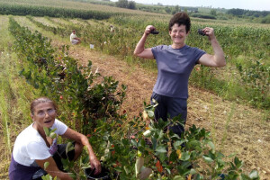 OPG Paulić (uzgoj aronije)