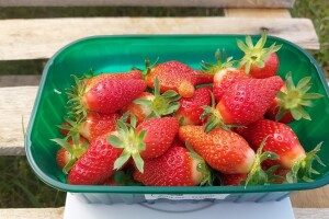 OPG Erceg - Vrgoračka jagoda