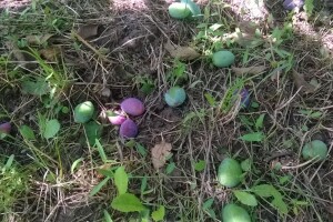 Tuča uništila voćnjak OPG-a Pavičić