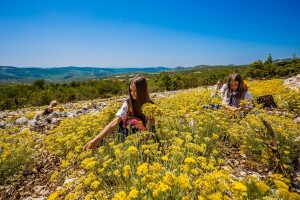 OPG Ivana Plazonić Knežević