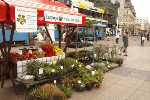 OPG Tomurad - uzgoj cvijeća