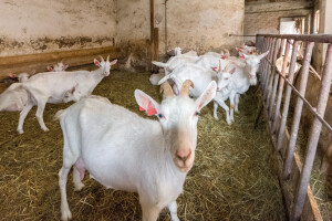 Najbolje iz Međimurja