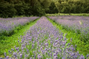 Opojni miris lavande iz Daruvara širi se Banjalukom