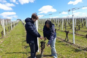 Zlatni nasadi voćnjaka i vinograda iznad Oriovca
