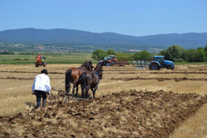 Natjecanje u oranju Požeško-slavonske županije
