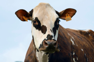 Međunarodni sajam poljoprivrede "Salon international de l'Agriculture - SIA"