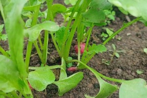 Pavle Đorđević se bavi organskom proizvdnjom - "Organela"