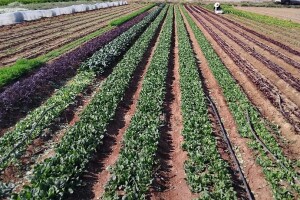 Organska proizvodnja u Valensiji