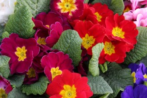 23. Osječki proljetni sajam poljoprivrede i prehrane