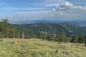 Kako sprečiti bespravnu seču šuma?