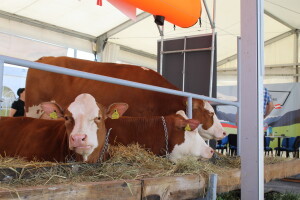 Otvoren 30. Jesenji međunarodni bjelovarski sajam