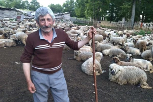 Poslednji suvoplaninski ovčar