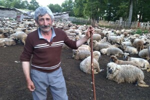 Poslednji suvoplaninski ovčar