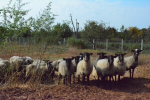 Carske ovce sa Bezdana