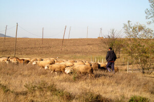 Zimsko jagnjenje ovaca