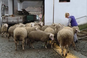 Zadruga jača gazdinstva u Pomoravlju