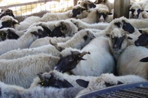 Kada i kako zbrinuti viškove ovčje vune?