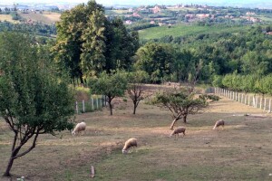 Umatičena ili ne - ovca nema kupca