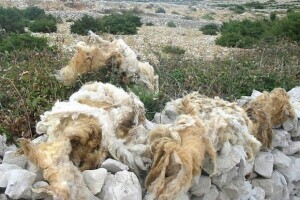 Ovčja vuna - ekološki problem