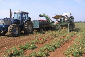 Podravka traži kooperante za voće i povrće