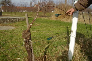 Načini rezidbe i uzgojni oblici u vinogradarstvu