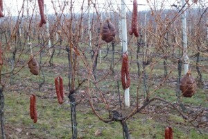 Vinceška 2012. Vina Belje