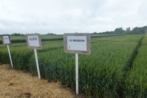 Syngenta pokus ozime pšenice