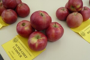 Dan voćarstva Poljoprivrednog Instituta Osijeka