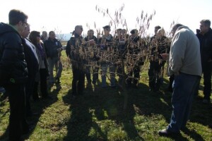 Bjelovarsko-bilogorska županija prednjači u uzgoju lijeske