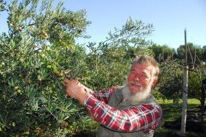 Prvo ovogodišnje ekstra djevičansko ulje poteklo od maslina Jure Čudine iz Pakoštana