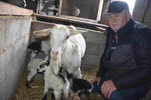 Čudo u Pakoštanima: Koza Gabrijela, iz stada Vinka Šarina, ojarila šestorke