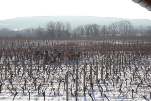 Ledena berba u vinogradima Mladena Papka u Iloku