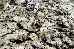 Gruža posle poplava