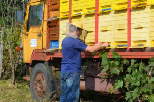Dražen Kovač, jedan od najtrofejnijih pčelara u županiji!