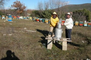 Pčelarstvo u lijevom zaobalju Cetine