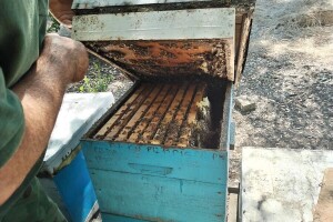 Pčelarstvo u srednjem Banatu - Radovan Radivojević