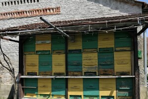 Novi pomor pčela u Međimurskoj županiji