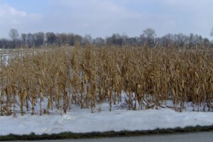 Kukuruz koji je ostao na poljima je otrov