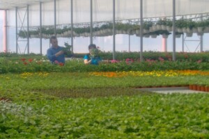 Presadnice povrća i cvijeća iz domaćeg uzgoja