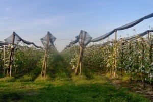 Od radija do crvenih jabuka