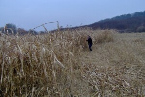 I sve više podravskih ratara proizvodi sirak