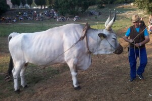 Manifestacija Jakovlja uz smotru istarskih volova