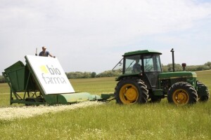 Partnerska proizvodnja kamilice